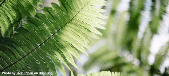 Product category - Ferns