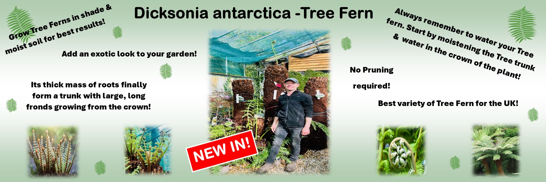 Dicksonia antarctica -Tree Fern 