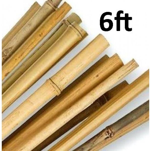 Bamboo canes - 6ft x10