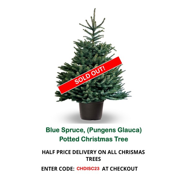 Blue Spruce (Pungens Glauca) Potted Christmas Tree -         3ft   - £5 Off