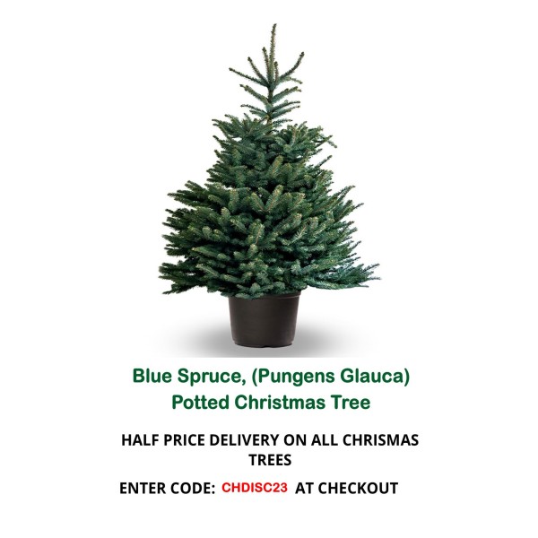 Blue Spruce (Pungens Glauca) Potted Christmas Tree - 5ft