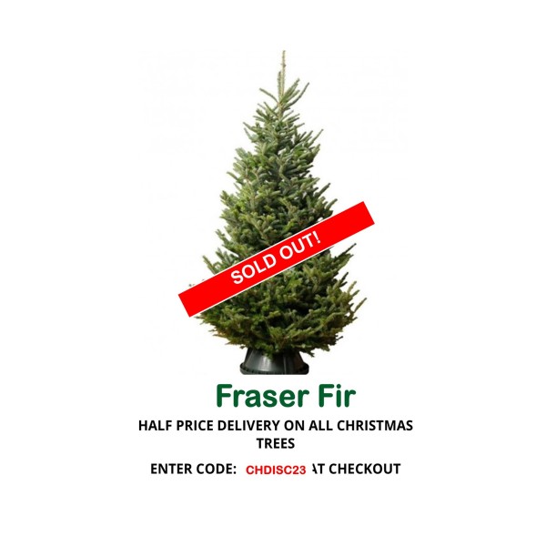 Fraser Fir (Abies Frazeri)  Premium Christmas Tree - 150/180cm
