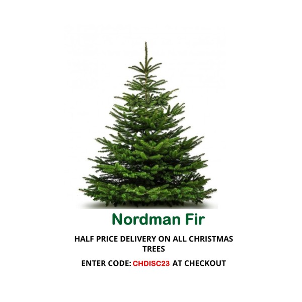 Nordman Fir Standard Christmas Tree (Abies Nordmanniana) -  (240/270cm)