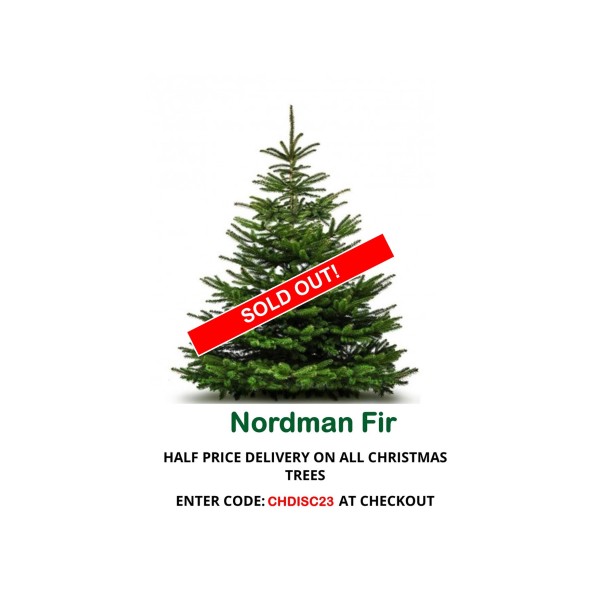 Nordman Fir Standard Christmas Tree (Abies Nordmanniana) -  (150/175cm)