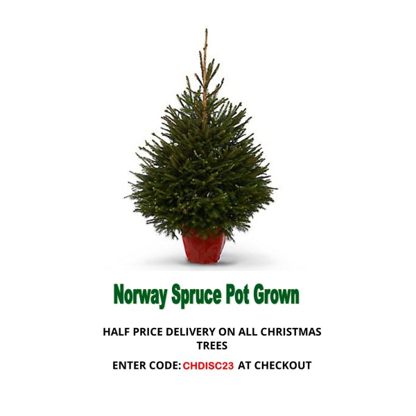 Norway Pot Grown - Christmas Tree    60/80cm