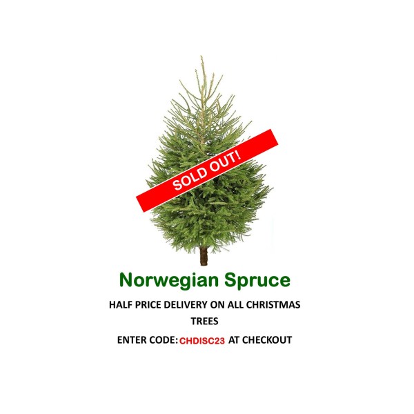 Norway Spruce Premium Christmas Tree - (150/180cm)