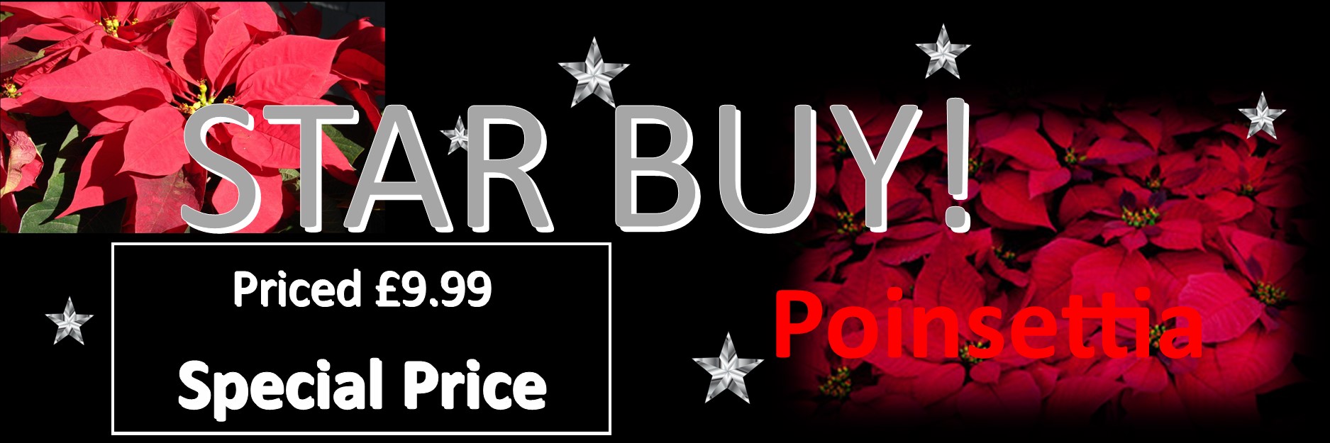 Poinsettia Star Buy