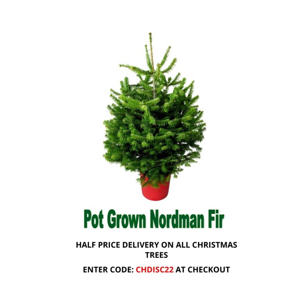 Nordman Fir - Pot Grown 2ft Christmas Tree
