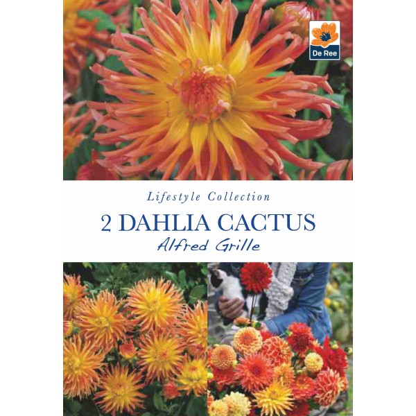 De Ree Dahlia Cactus Alfred Grille - Lifestyle