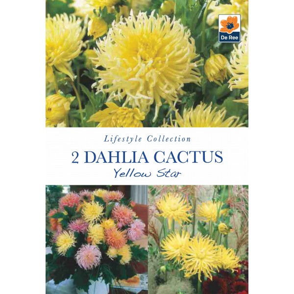 De Ree Dahlia Cactus Yellow Star - Lifestyle