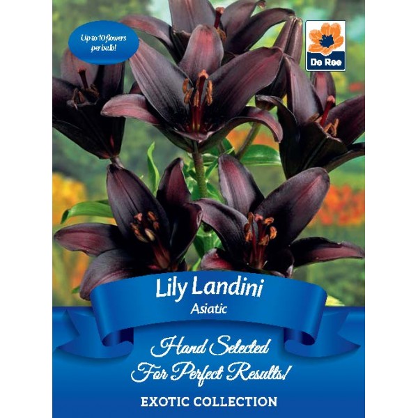 De Ree Lily Asiatic Landini - Exotic