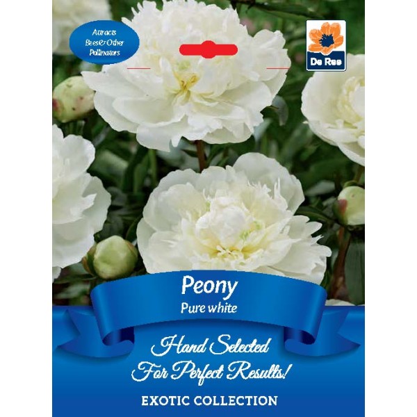 De Ree Peony Pure White - Exotic Collection