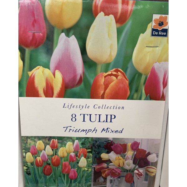 Tulip Triumph Mixed - 7 Bulbs