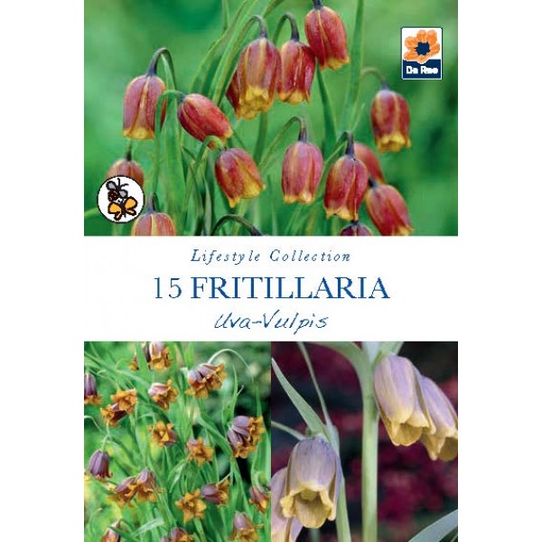 Fritillaria Uva Vulpis - 15 Bulbs