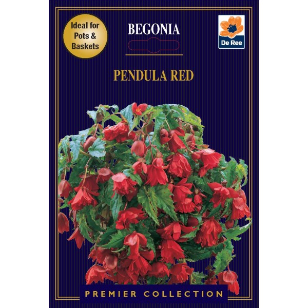 De Ree Begonia Pendula Red - Premier Collection