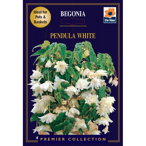De Ree Begonia Pendula White - Premier Collection
