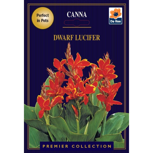 De Ree Canna Dwarf Lucifer - Premier Collection