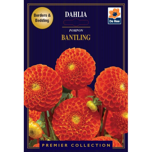 De Ree Dahlia Pompom Bantling - Premier Collection