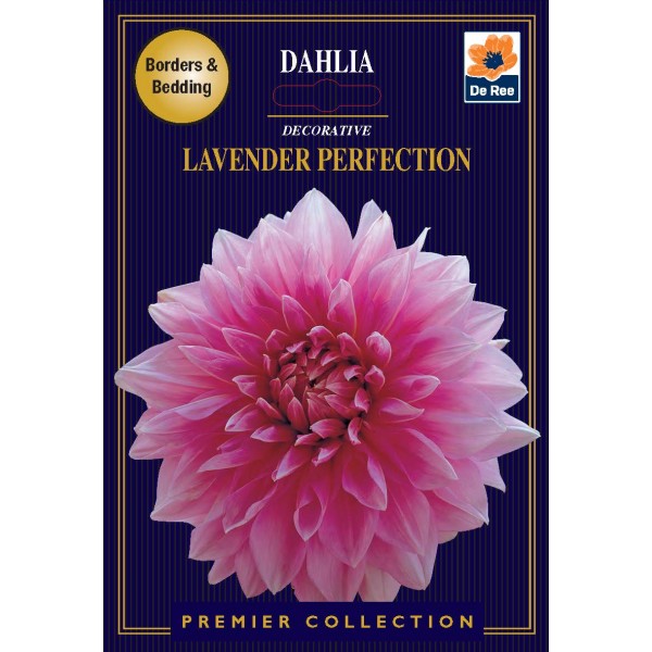De Ree Dahlia  Decorative Lavender Perfection - Premier Collection