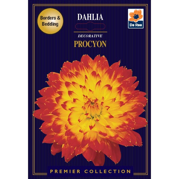 De Ree Dahlia Decorative Procyon - Premier Collection