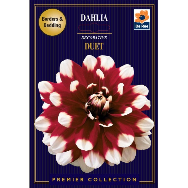 De Ree Dahlia Decorative Duet - Premier Collection
