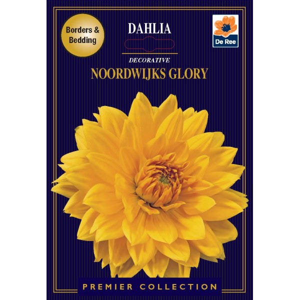 De Ree Dahlia Decorative Noordwiijks Glory - Premier Collection