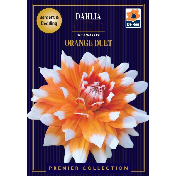 De Ree Dahlia Decorative Orange Duet - Premier Collection