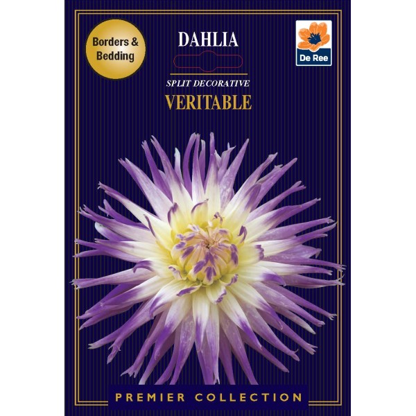 De Ree Dahlia Split Decorative Veritable - Premier Collection