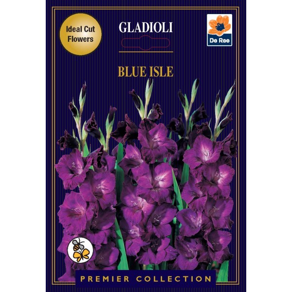 De Ree Gladioli Blue Isle - Premier Collection