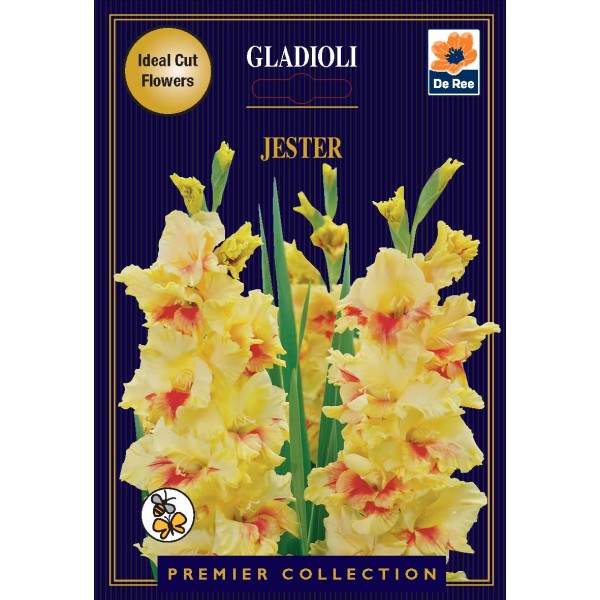 De Ree Gladioli Jester - Premier Collection