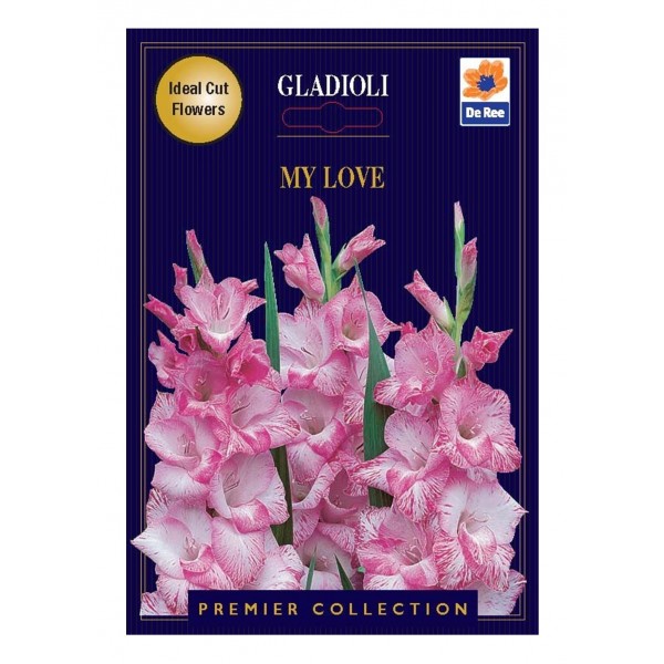 De Ree Gladioli My Love - Premier Collection