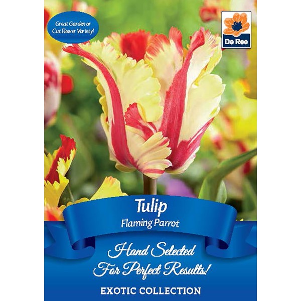 Tulip Flaming Parrott - 7 Bulbs
