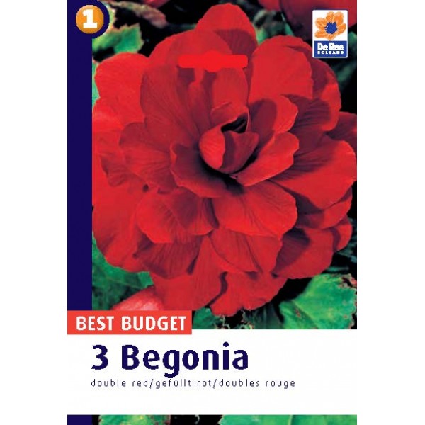 De Ree Begonia Double Red