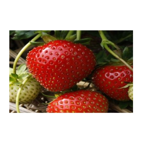 Strawberry Fennela Bare Root  x10