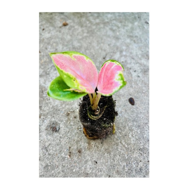 Aglaonema 'Ultra Red - Suksom Jaipong'