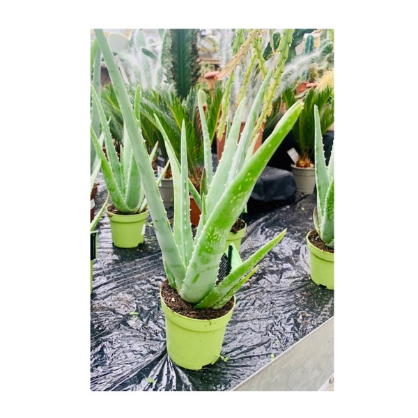 Aloe Vera