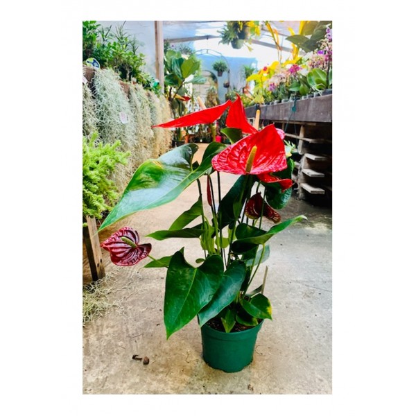 Anthurium (Andreanum Grp.) Oregon