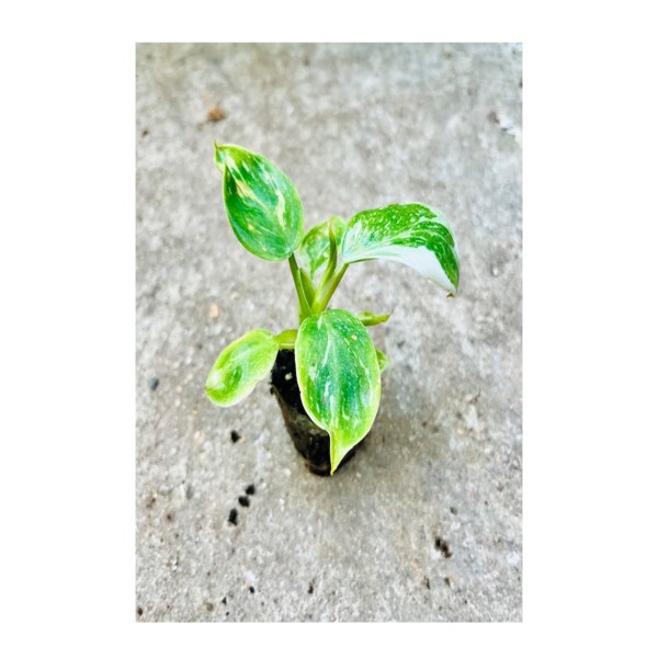 Philodendron 'White Wizard'