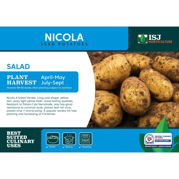 Seed Potatoes - Salad Nicola x4