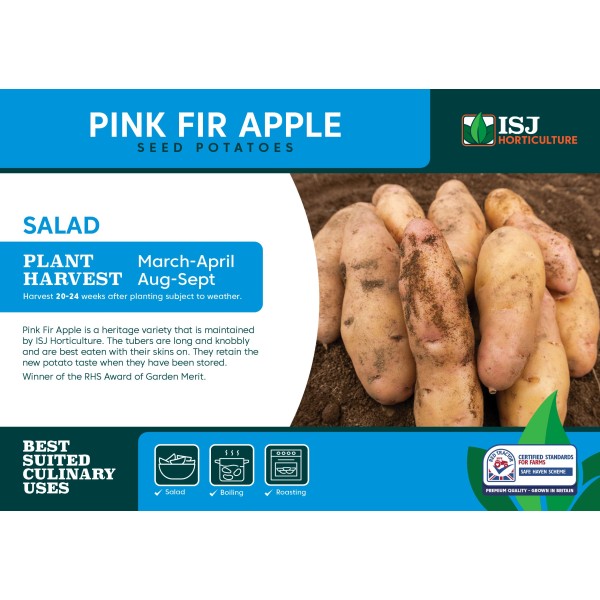 Seed Potatoes Pink Fir Apple - x4