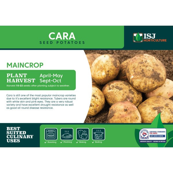 Seed Potatoes - MAINCROP - Cara x4