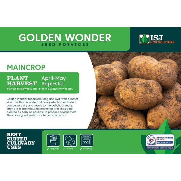Seed Potatoes MAINCROP - Golden Wonder - x4