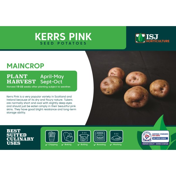 Seed Potatoes MAINCROP - Kerrs Pink x4