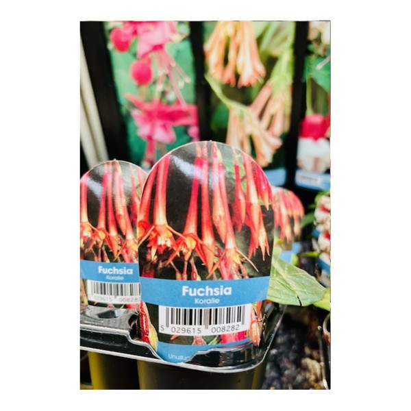 Plug Plant - Fuchsia Koralle