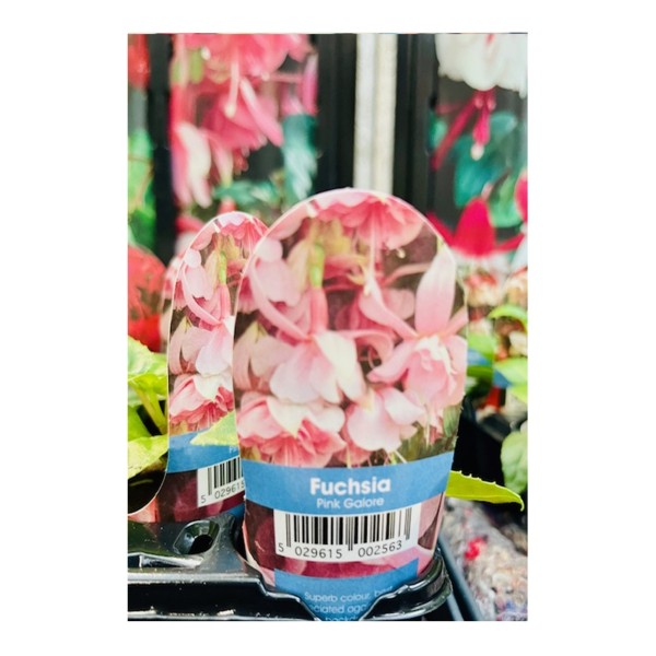 Plug Plant - Fuchsia Pink Galore