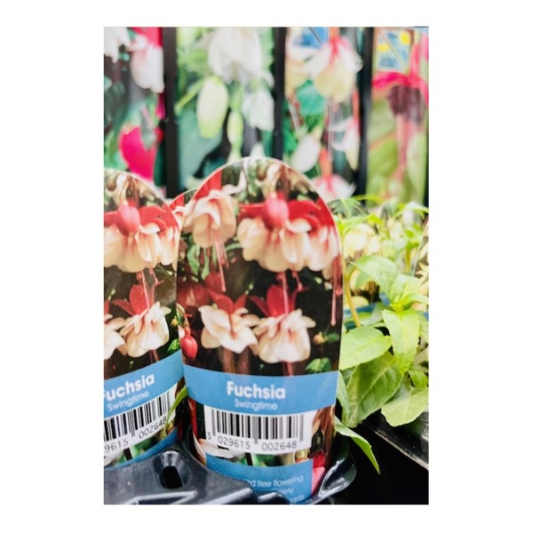 Plug Plant - Fuchsia Swingtime