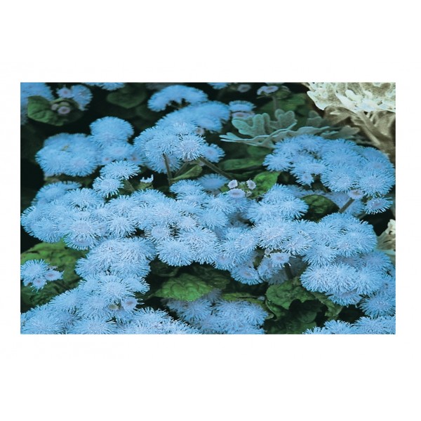 Kings Ageratum Blue Ball