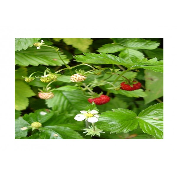 Kings Alpine Strawberry