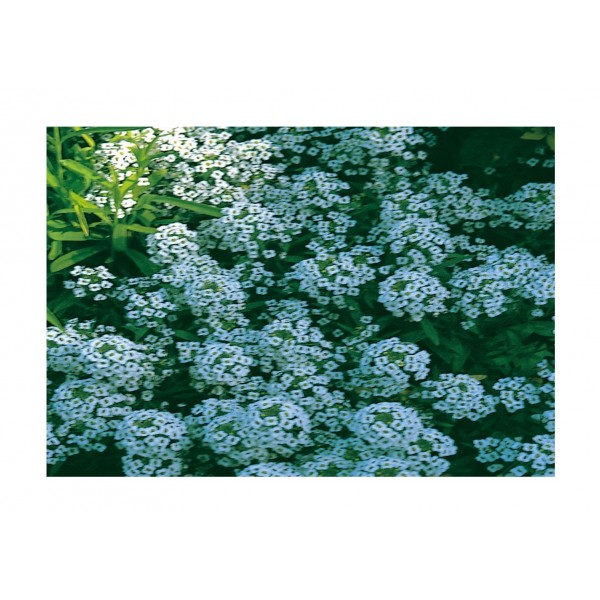 Kings Alyssum Carpet Of Snow