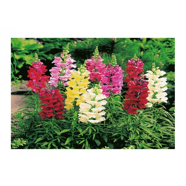 Kings Antirrhinum Snap Happy